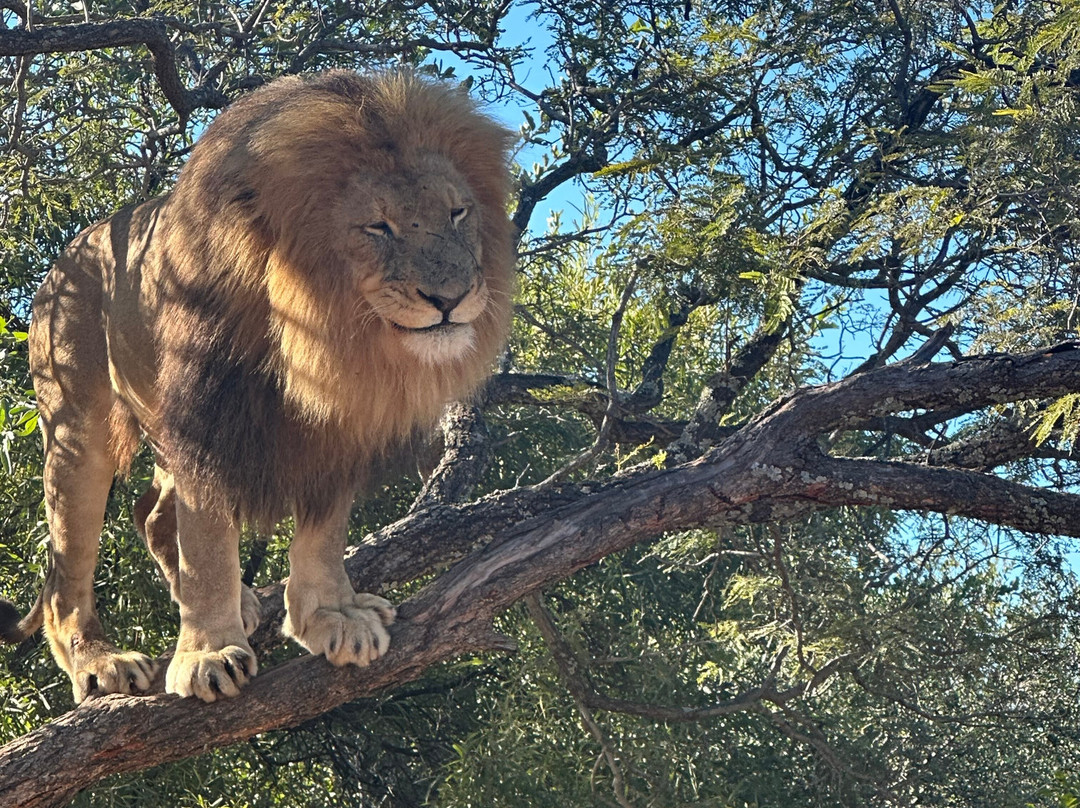 Africa Breeze Tours and Transfers-约翰内斯堡必去景点