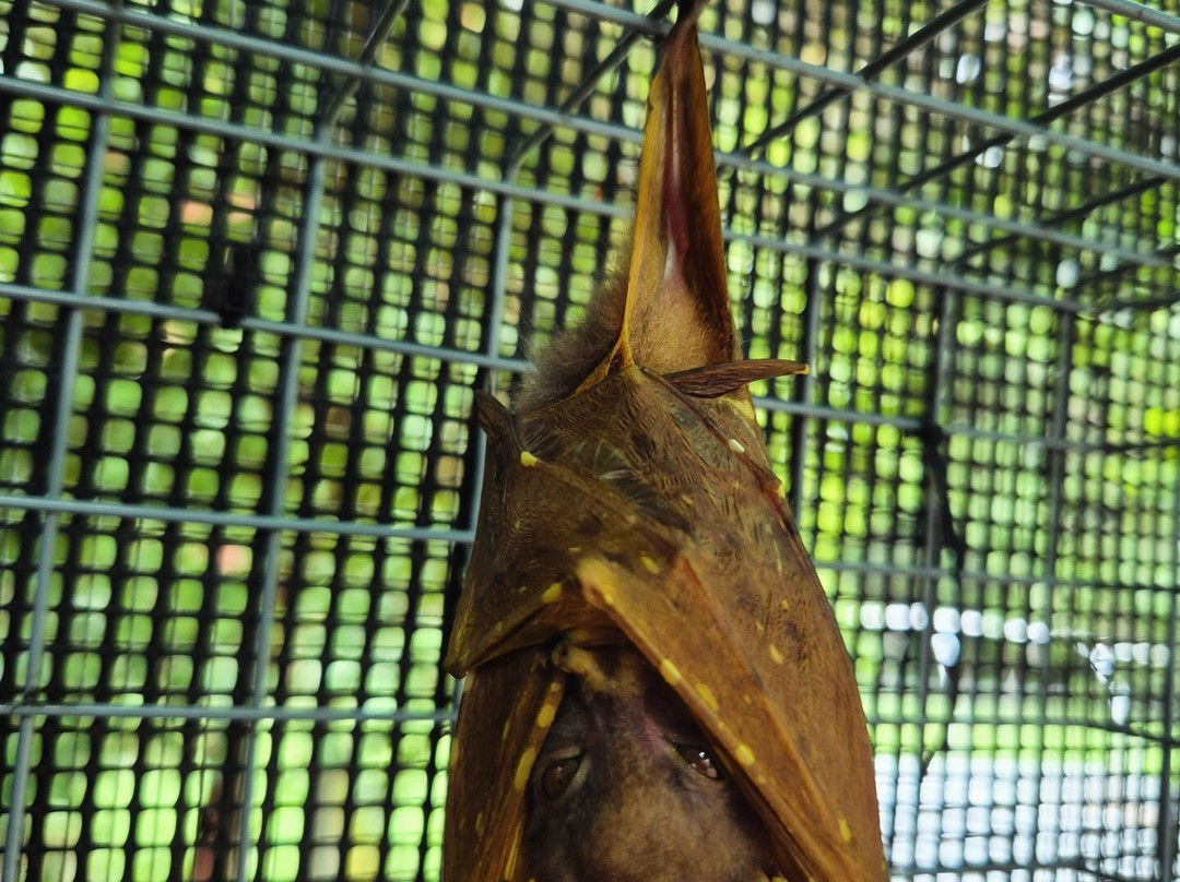 The Bat Hospital Visitor Centre- 阿瑟顿必去景点