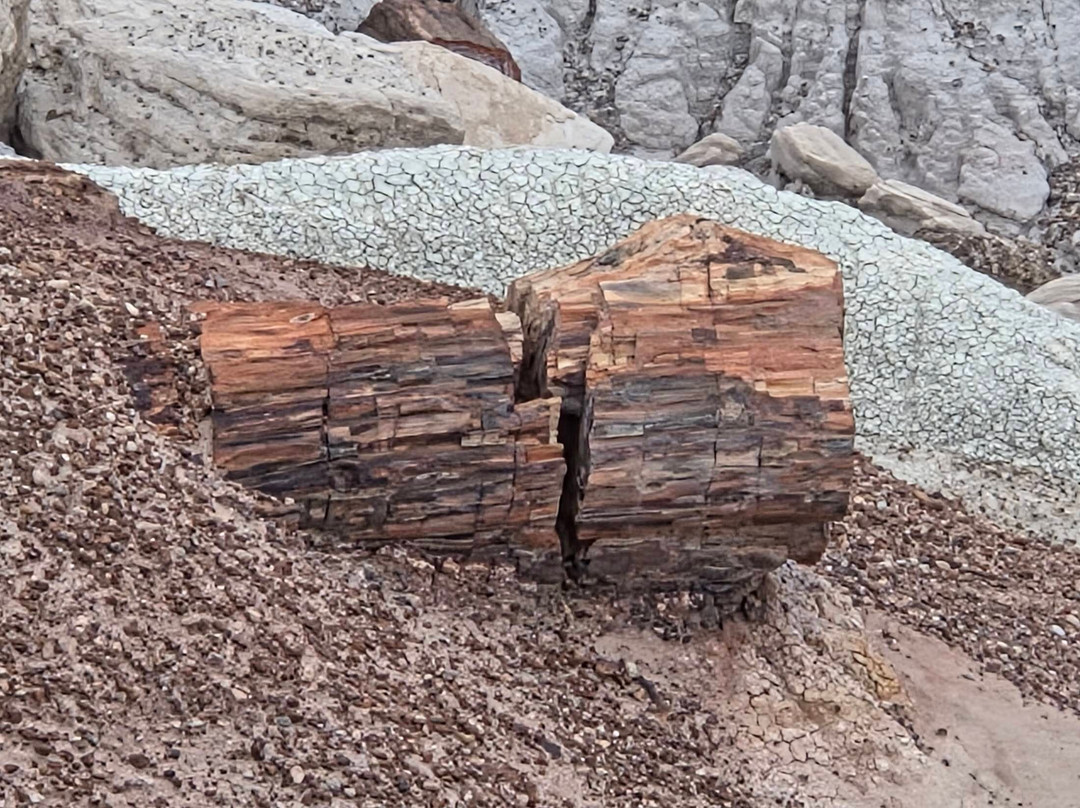 Petrified Forest National Park-霍尔布鲁克必去景点