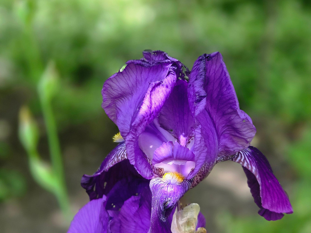 Botanical Garden Arboretum Oudenbosch-Oudenbosch必去景点