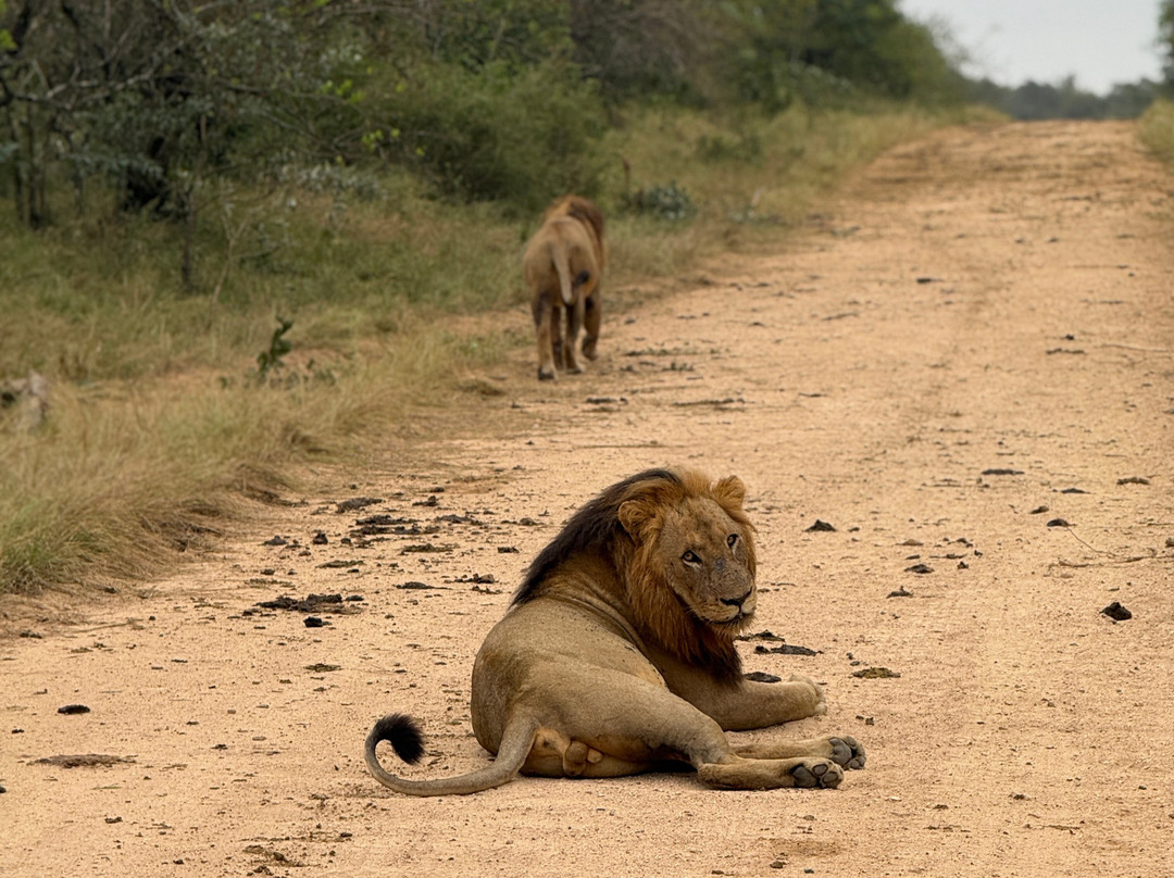 Kruger National Park Safari Specialists - Tours & Safaris-白河必去景点