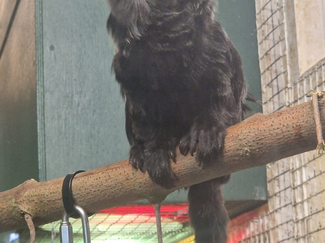 Welsh Mountain Zoo-科尔温湾必去景点