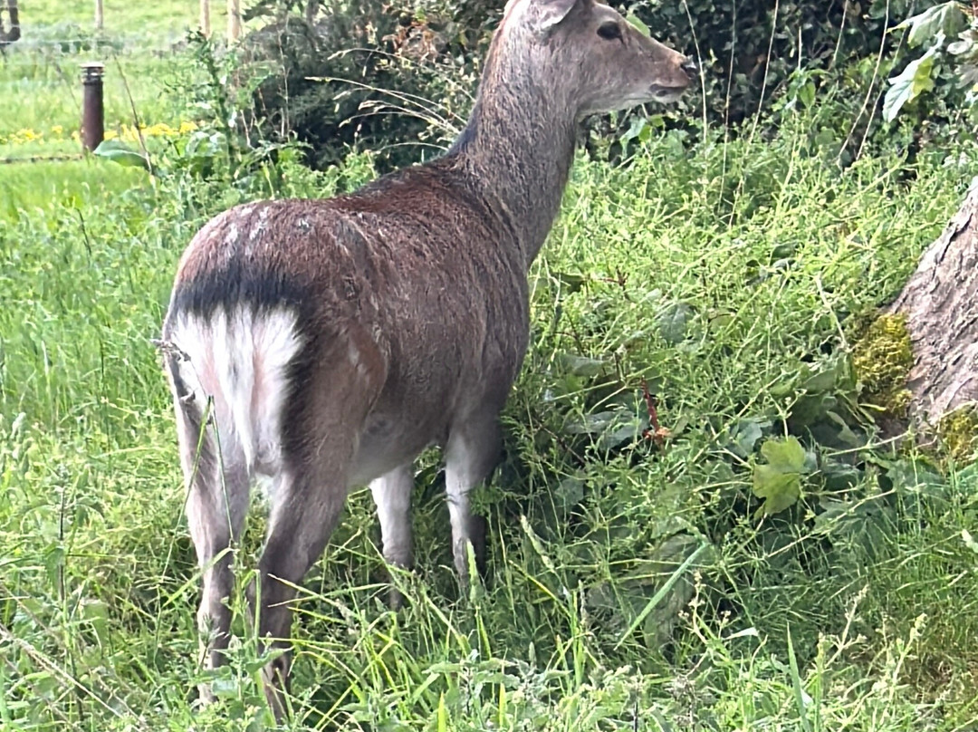 Purbeck Safari-韦勒姆必去景点