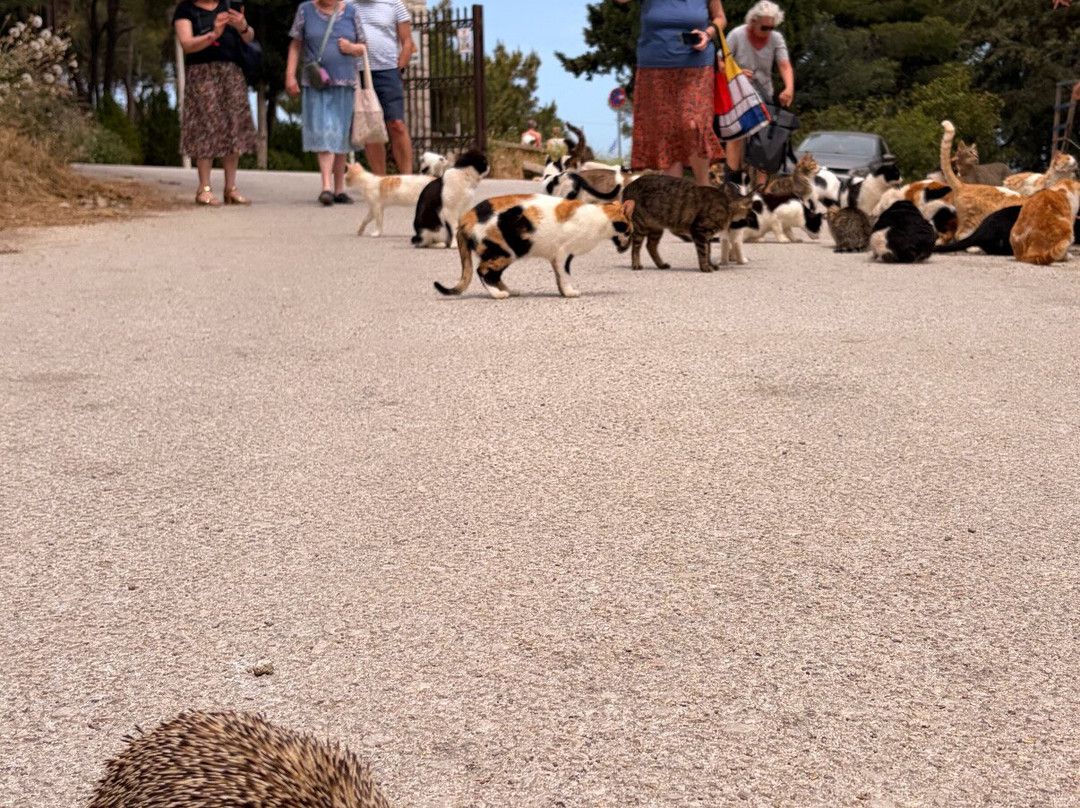 Kallithea Cats-Kallithea必去景点