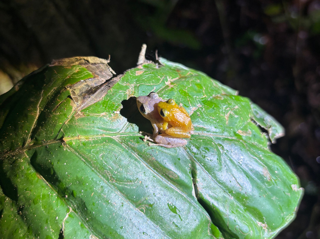 Bijagua Rainforest - Tours-Bijagua de Upala必去景点