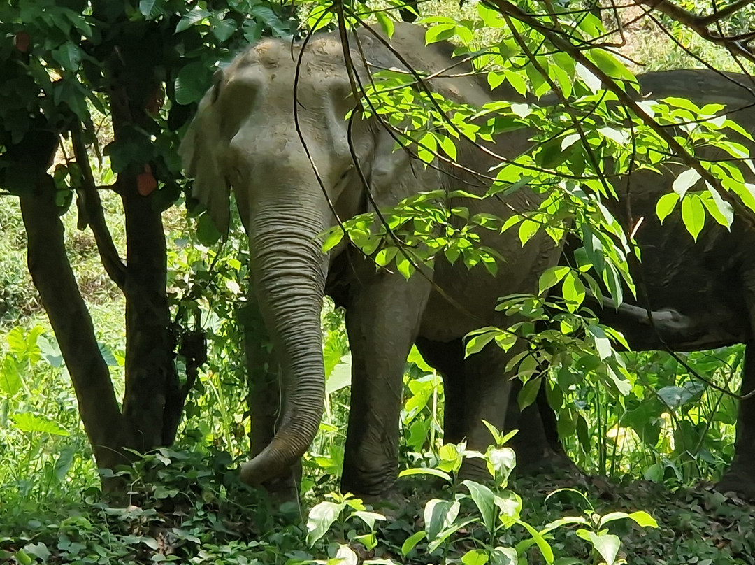 Boon Lott's Elephant Sanctuary-素可泰必去景点