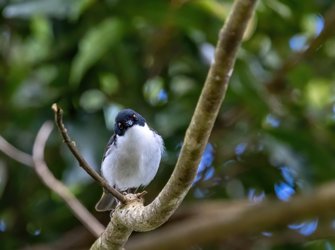 Birdwatching Tropical Australia-Mossman必去景点