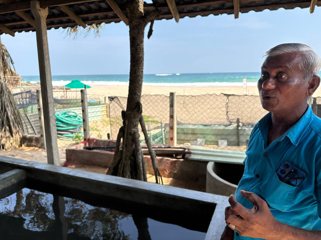 Sea Turtle Hatchery & Conservation Center Habaraduwa