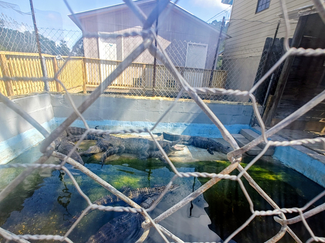 Gulf Coast Gator Ranch & Airboat Swamp Tours-莫斯波因特必去景点