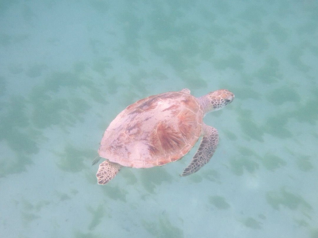 Barbados Snorkeling Tours by Hayden Browne-Holetown必去景点
