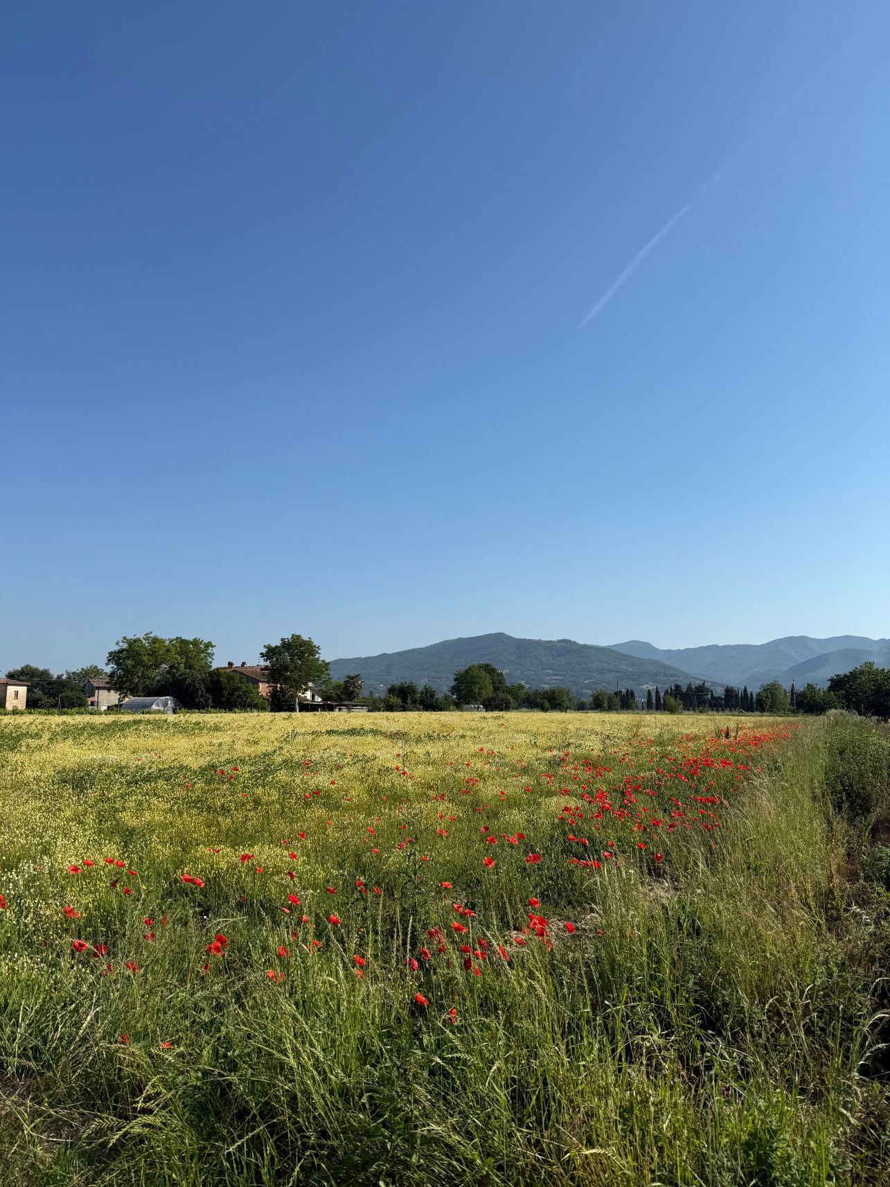 Agriturismo Il Trebbio-旅行者