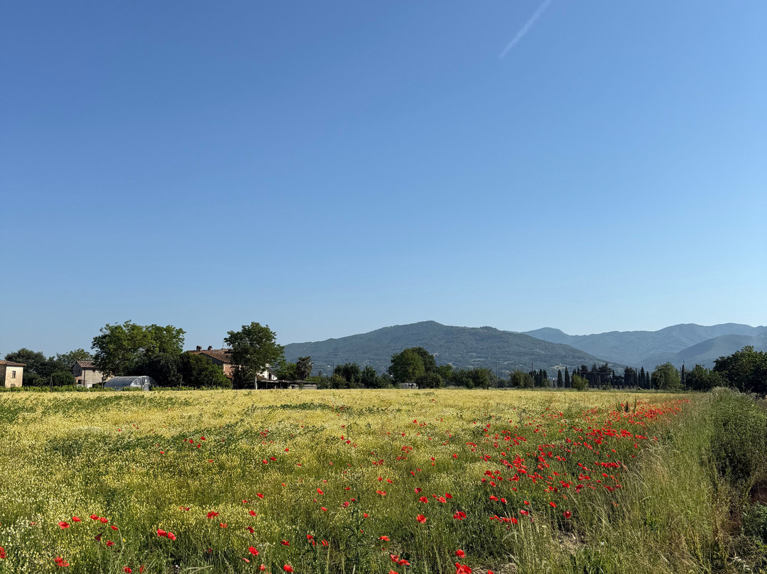 Agriturismo Il Trebbio主图