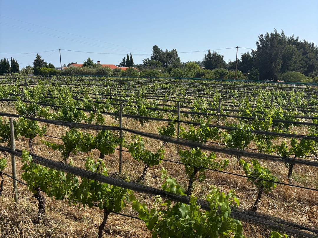Monte da Casteleja - Bio Wine Farm-拉各斯必去景点