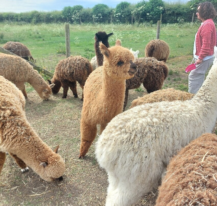 J and J Alpacas-特伦特河畔纽瓦克必去景点