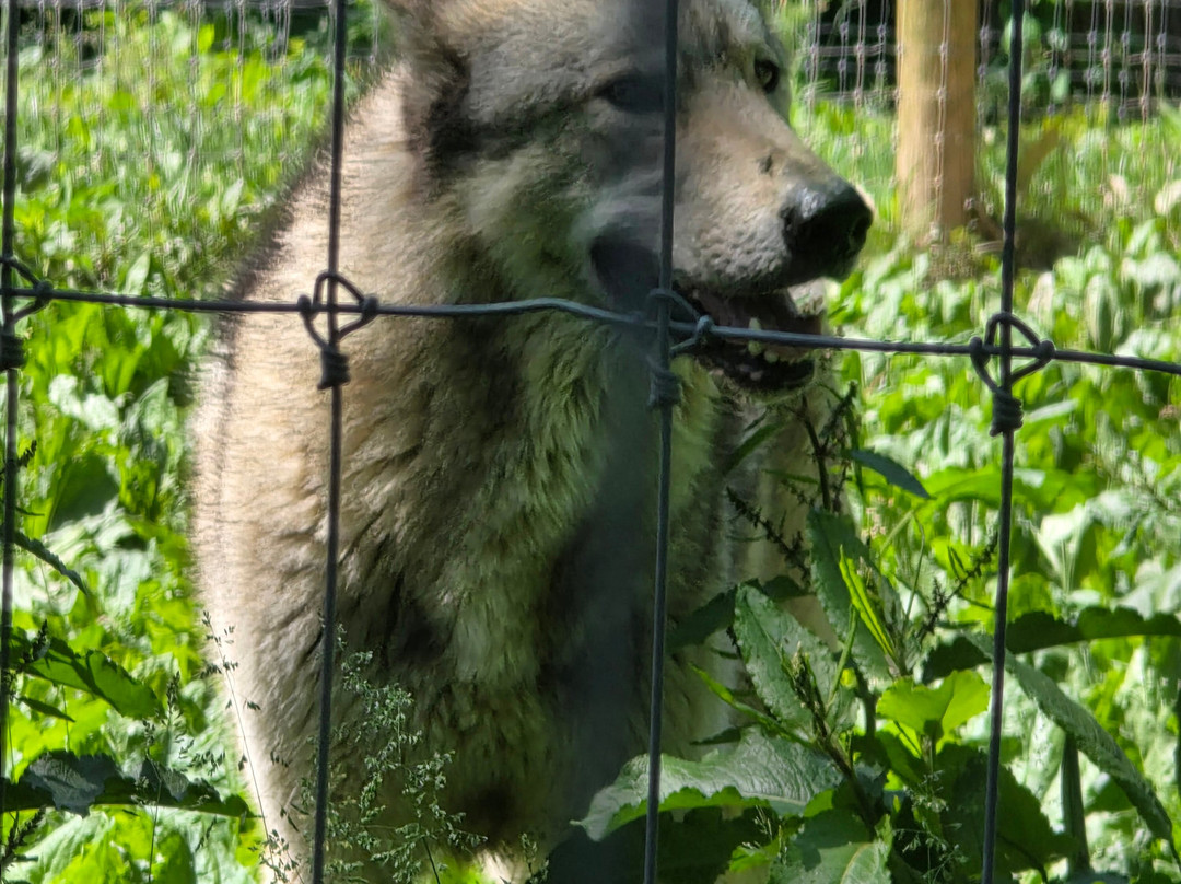 Wolf Sanctuary of PA-利蒂茨必去景点