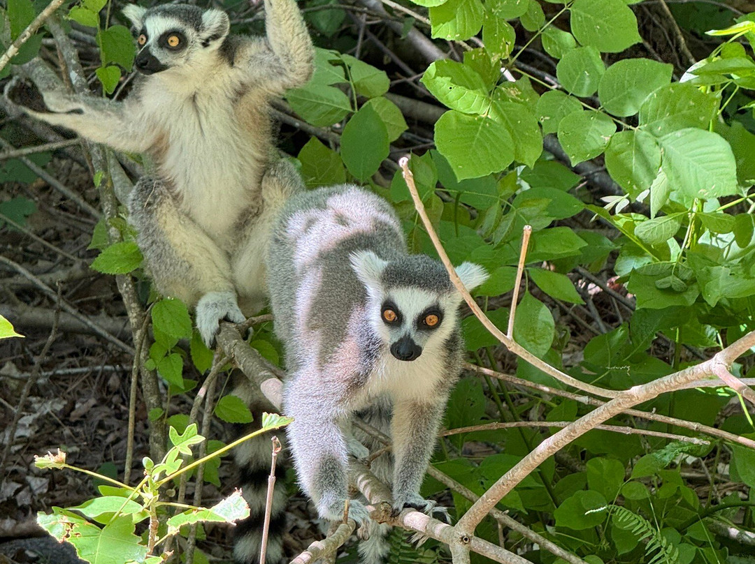 Duke Lemur Center-达勒姆必去景点