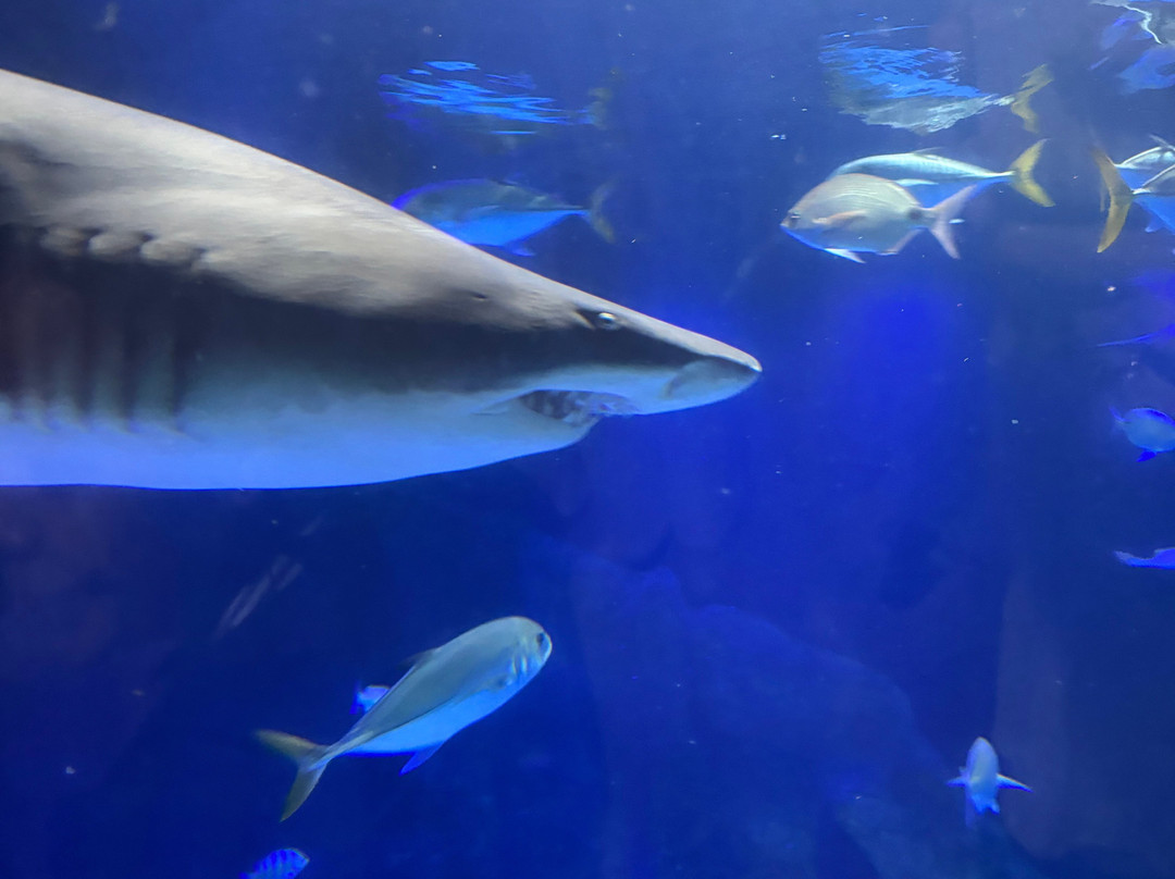 Oceanic Aquarium-康泊琉海水浴场必去景点