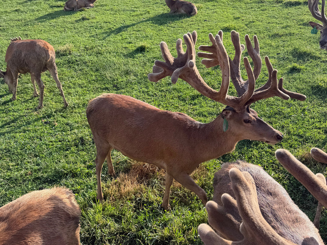 Red Deer at Rolling Hills Farm-Catawissa必去景点