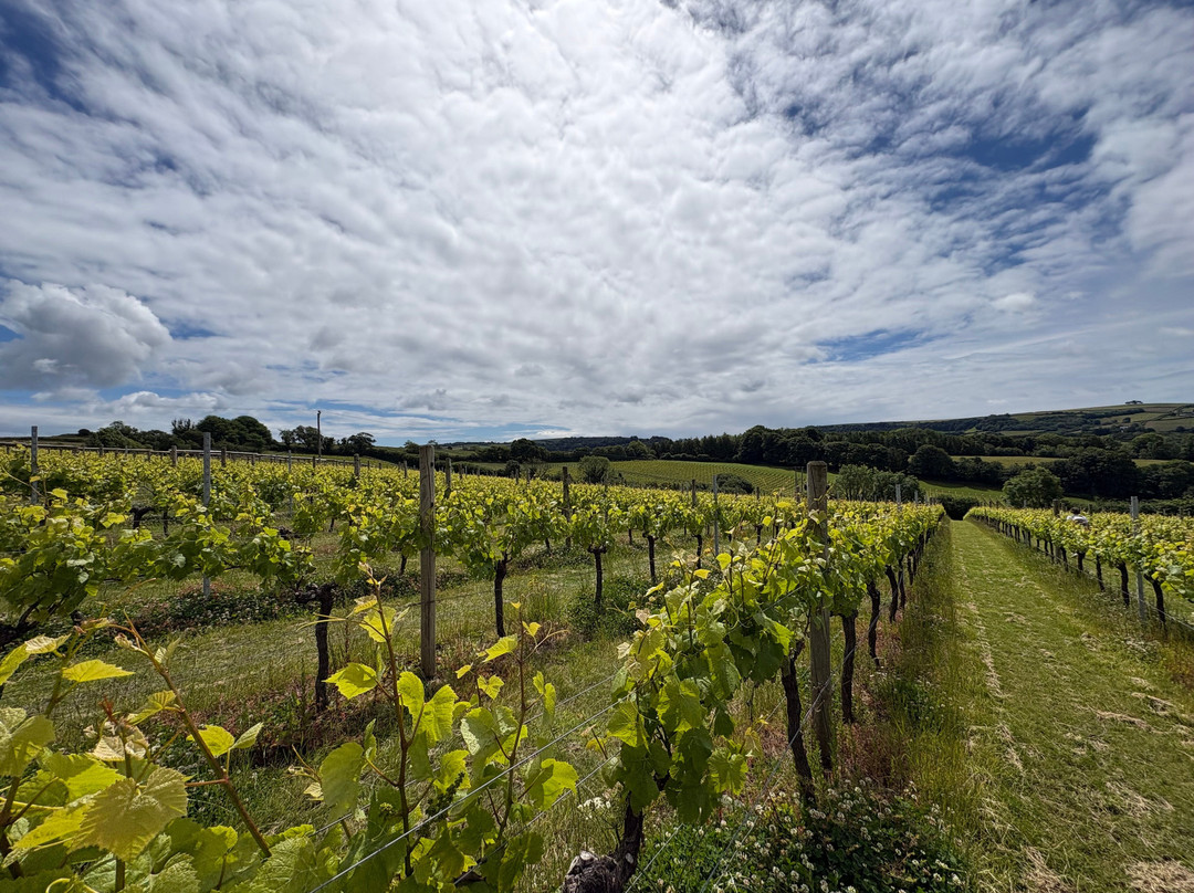 Sandridge Barton Wines-托特尼斯必去景点
