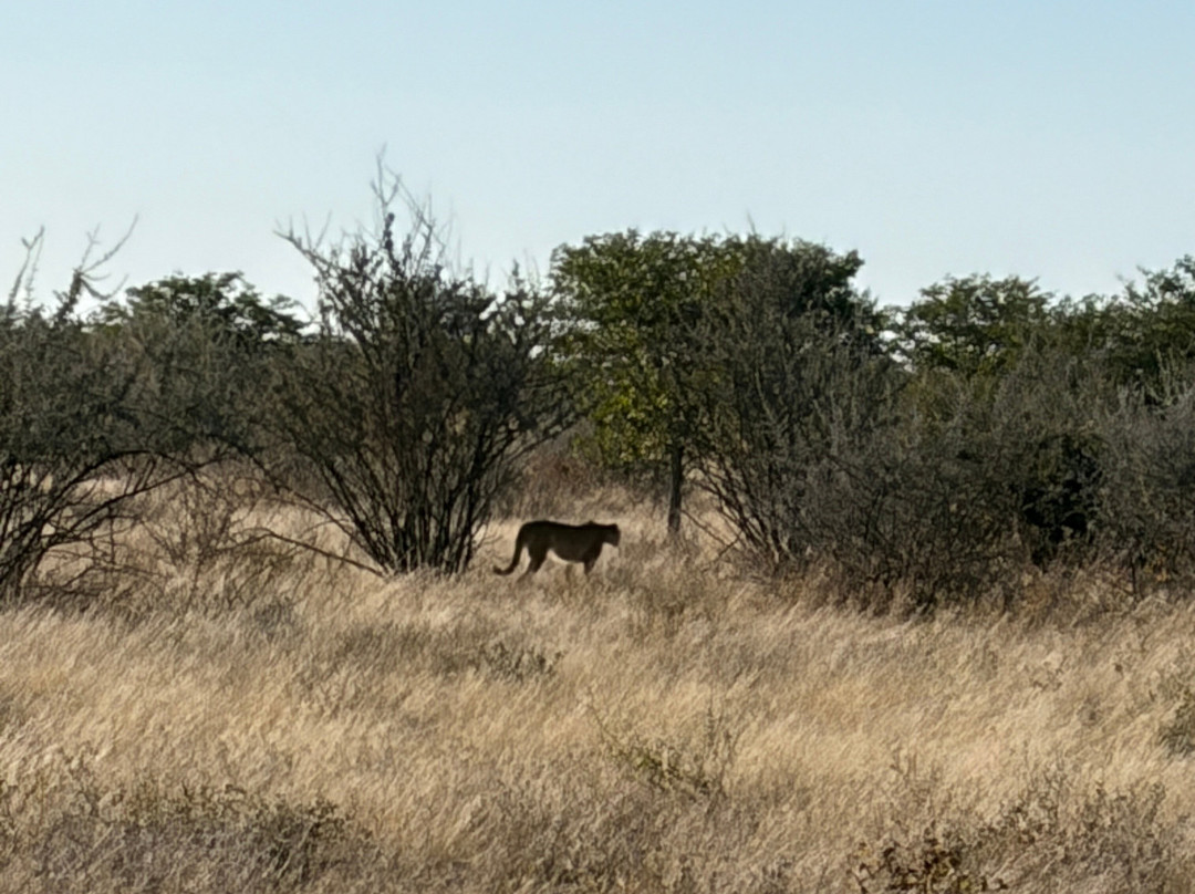 Born in Etosha Self-Drive Private Tours-Okaukuejo必去景点