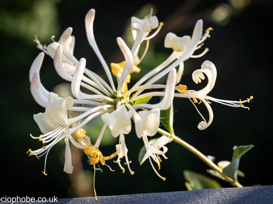 Jardin Botanico de Castilla-La Mancha-阿尔瓦塞特必去景点