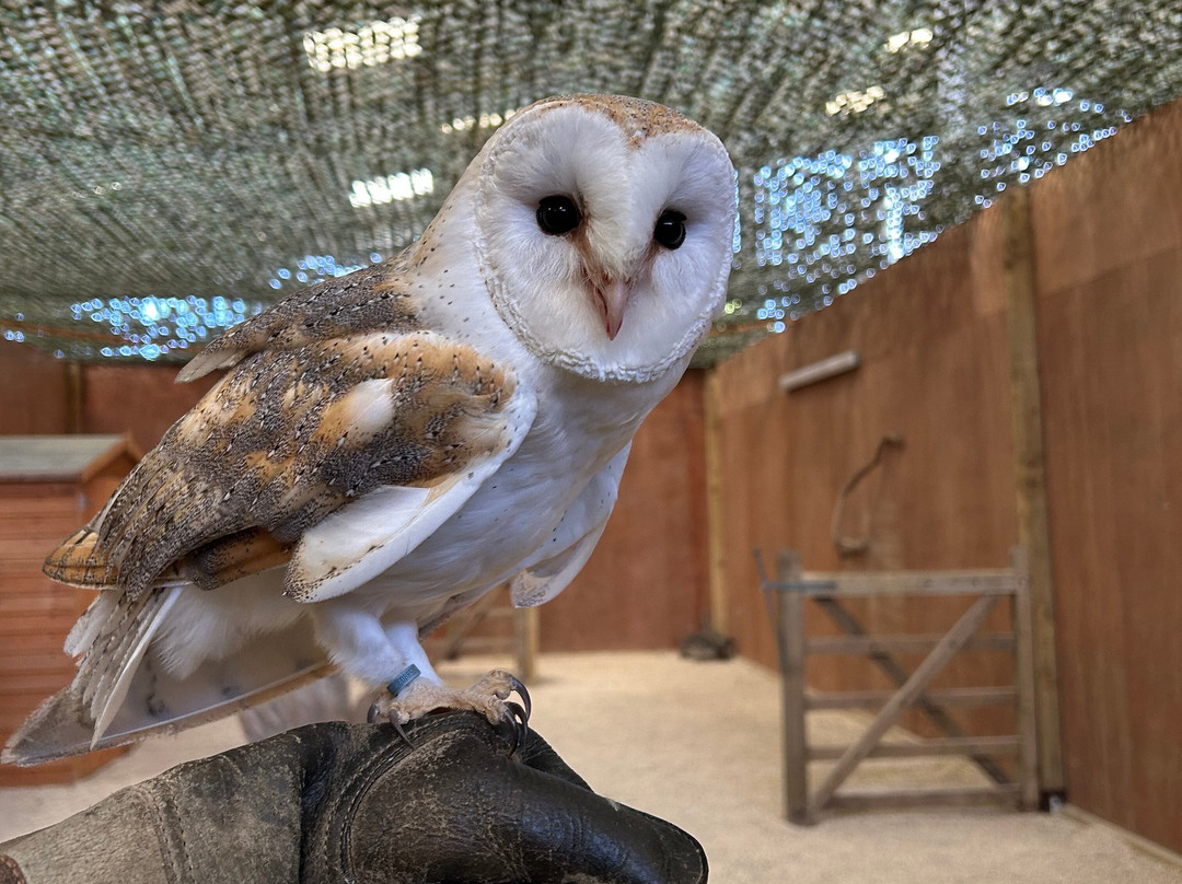 The Bird Of Prey Project-巴斯必去景点
