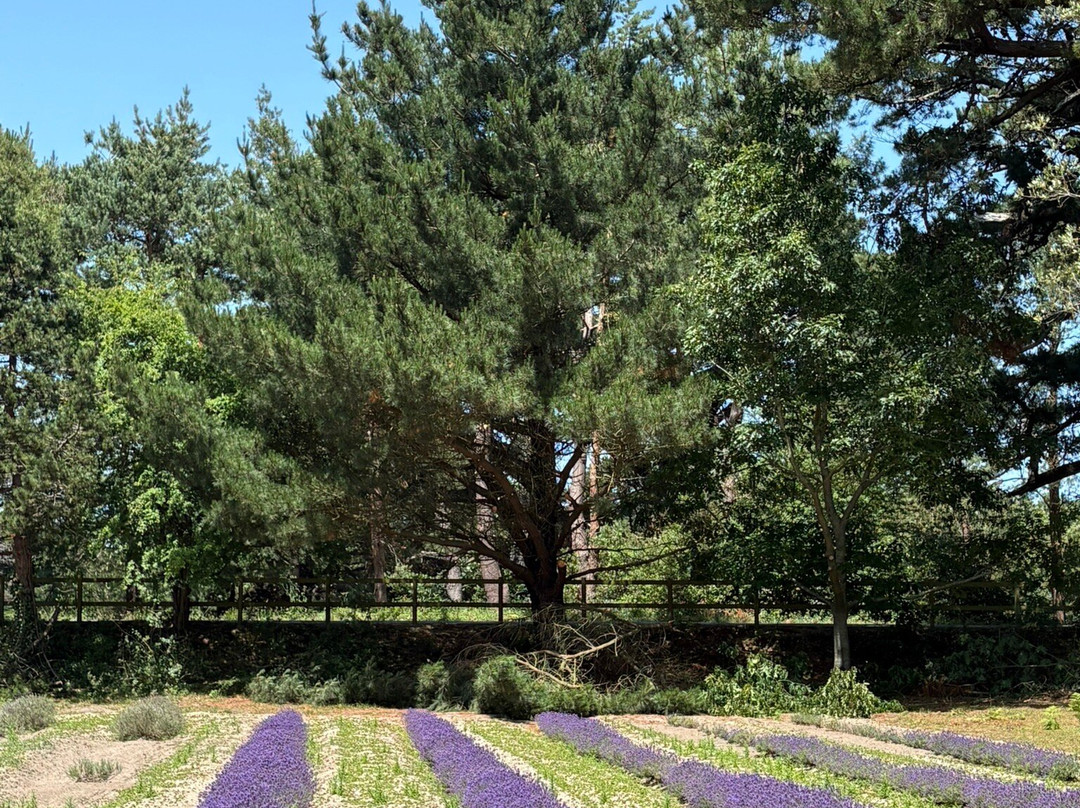 Jersey Lavender Farm-圣布雷拉德必去景点