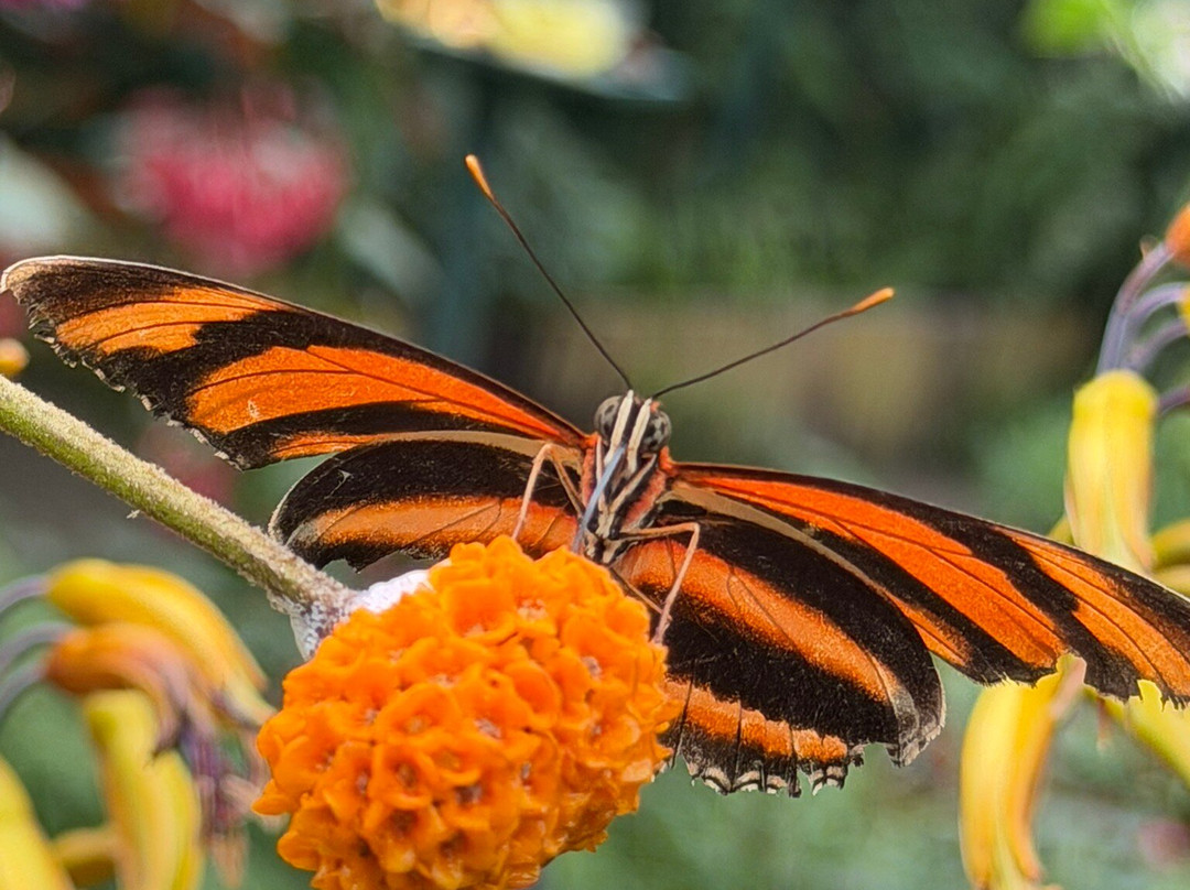 Seaforde Gardens and Tropical Butterfly House-Seaforde必去景点