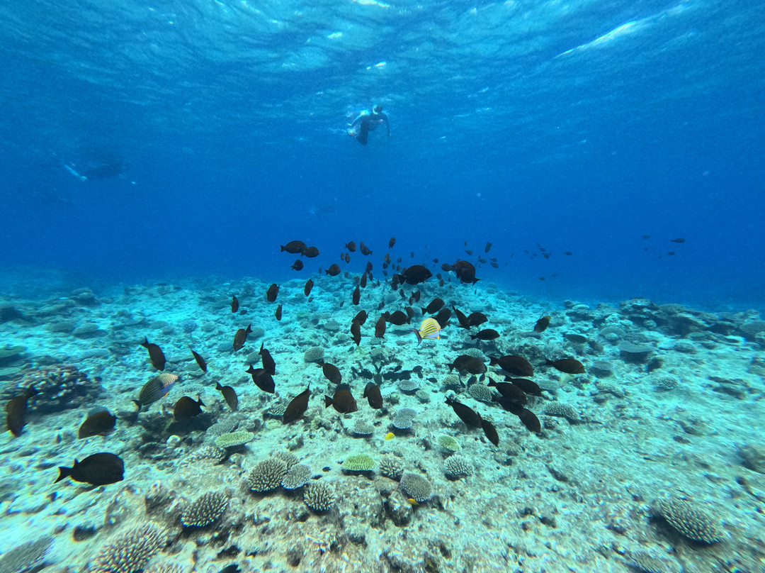 Explore Niue Island Tour-阿洛菲必去景点