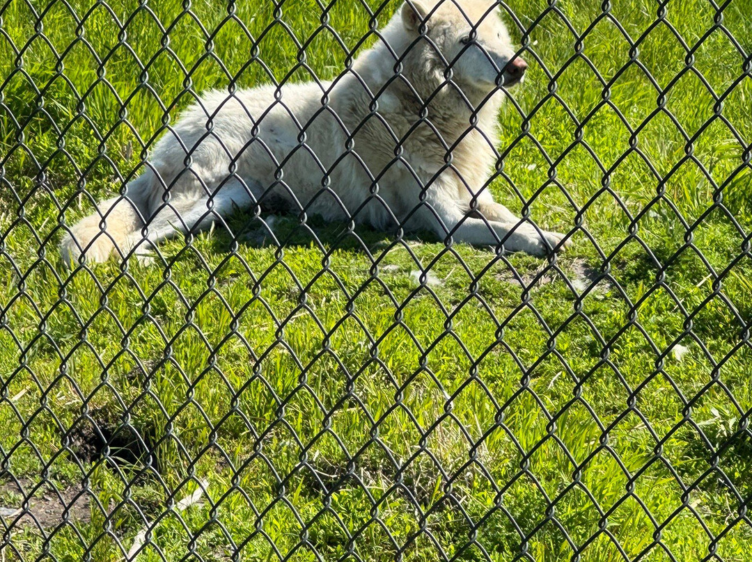 Alaska Wildlife Conservation Center-戈德伍德必去景点