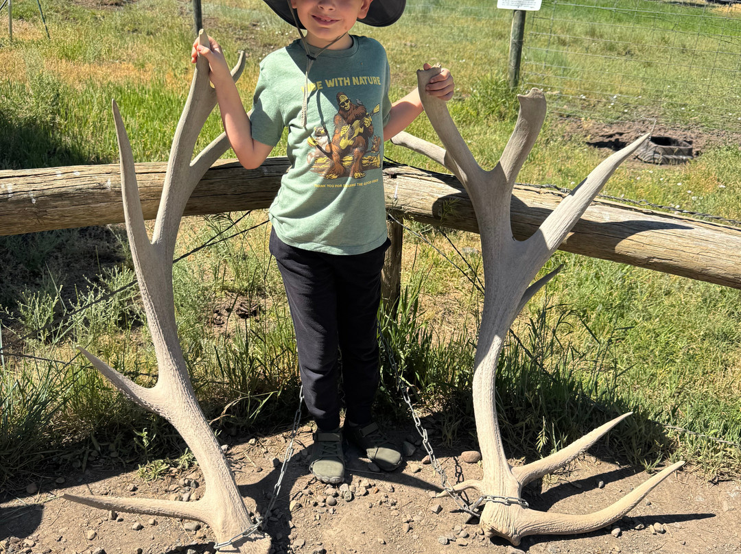 Rocky Mountain Wildlife Park-帕戈萨斯普林斯必去景点