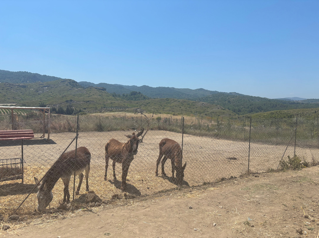 Farma of Rhodes Petting Zoo-Theologos必去景点