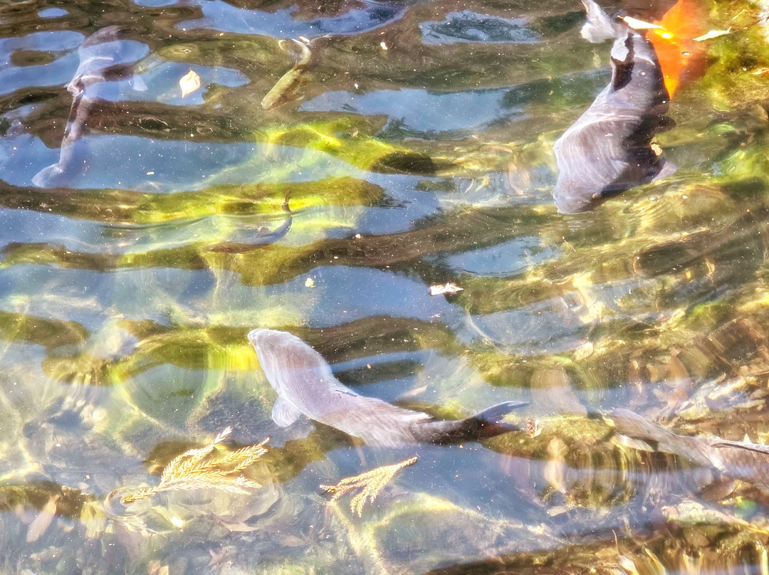 Izuruhara Benten Pond-佐野市必去景点
