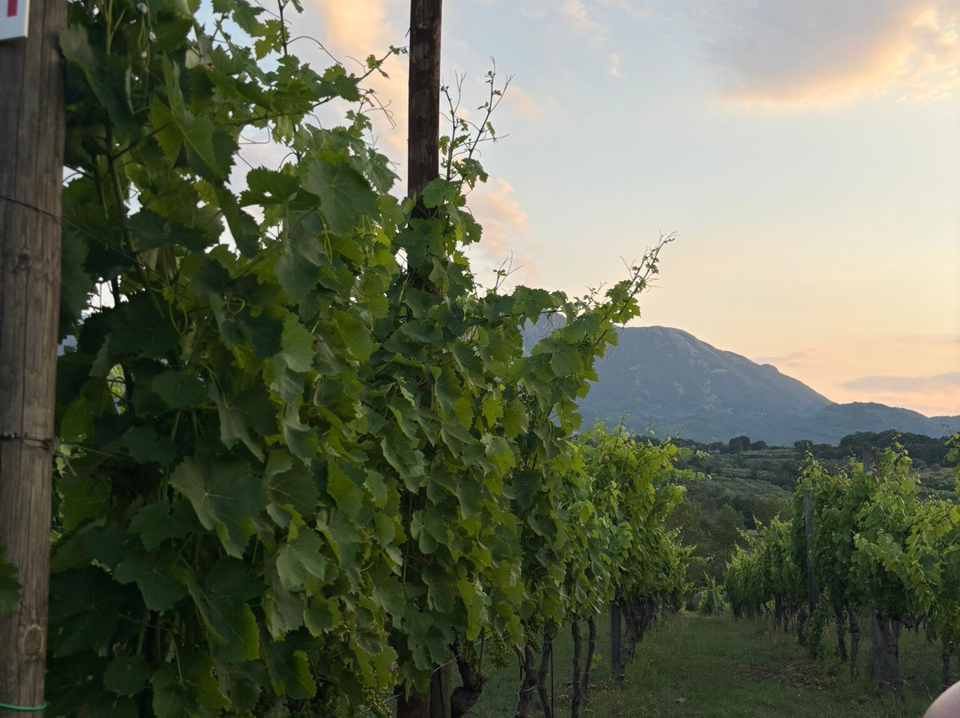 Tempere - Azienda Vitivinicola Pica-萨勒诺必去景点