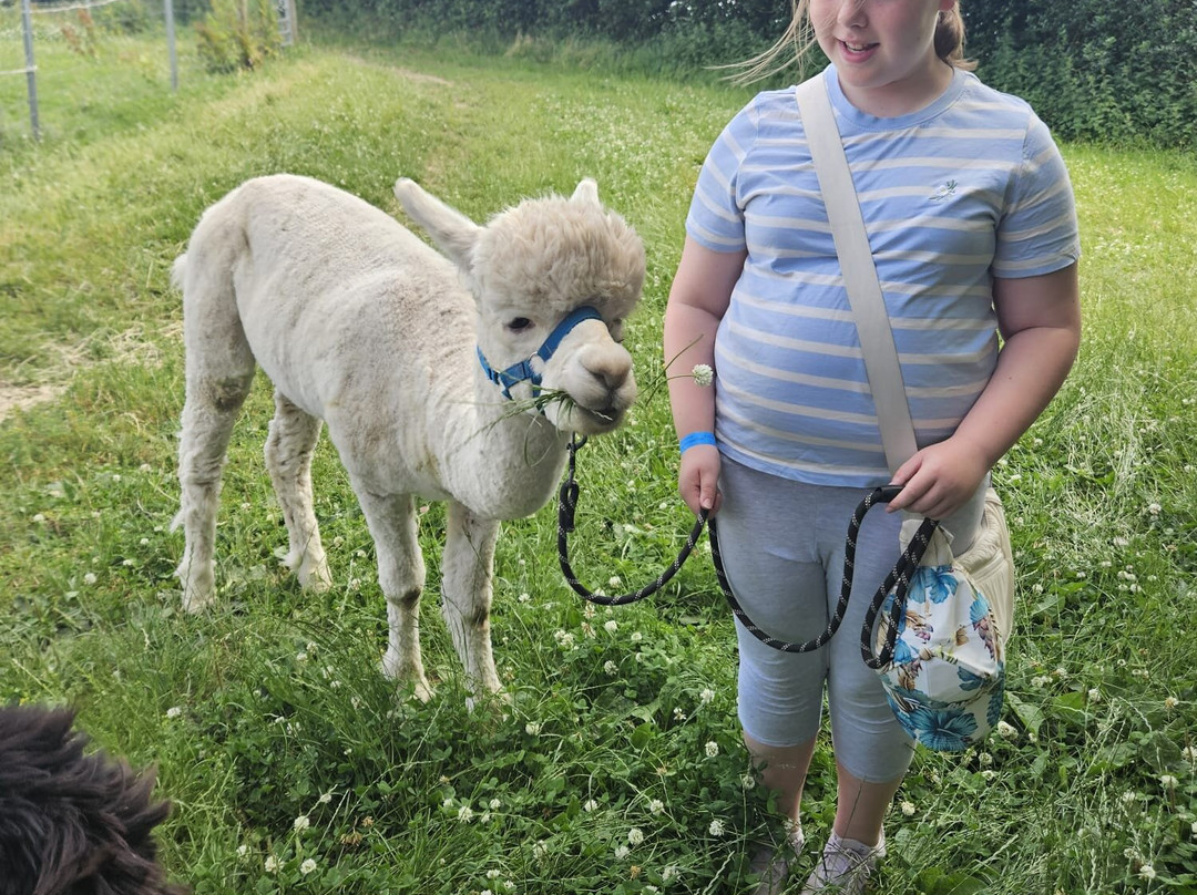 Charnwood Forest Alpacas-Boundary必去景点