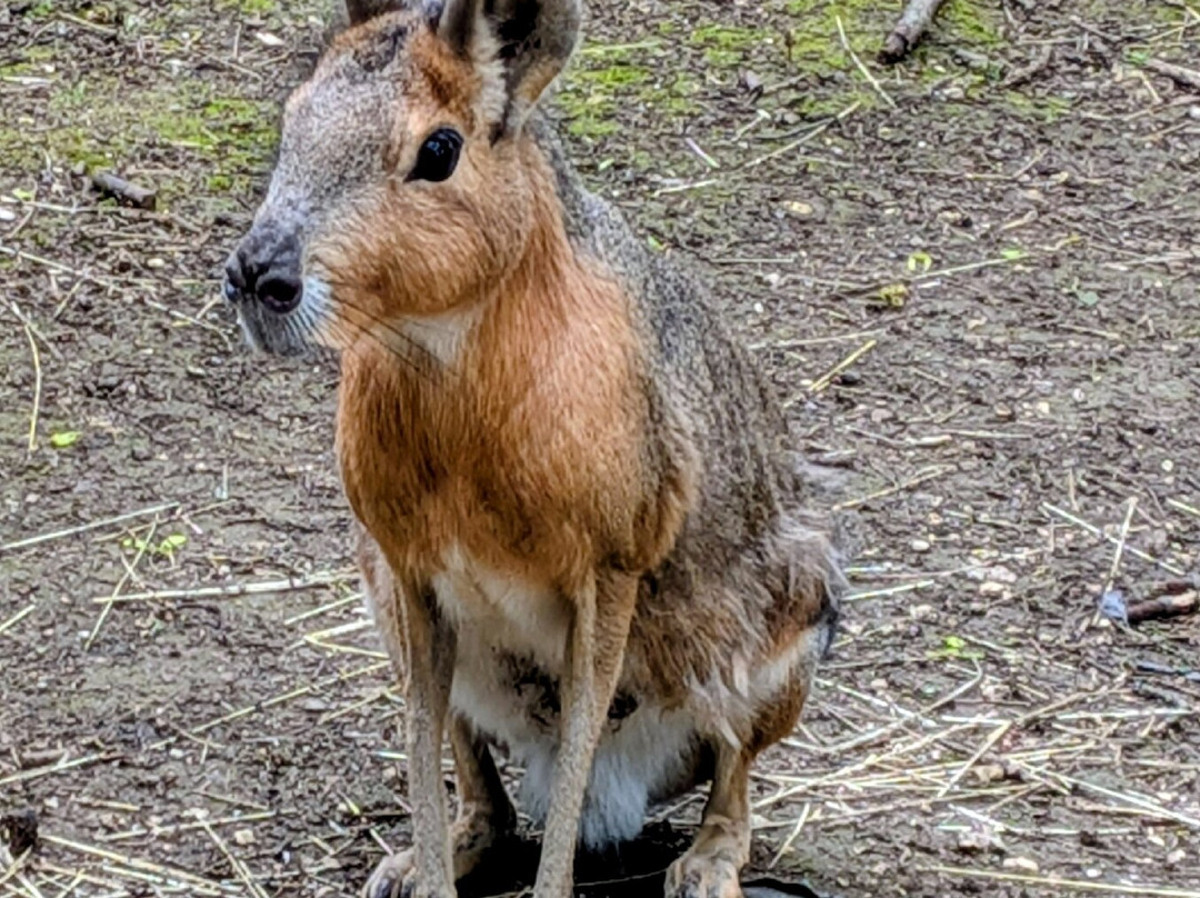 Bridlington Animal Park-布里德灵顿必去景点