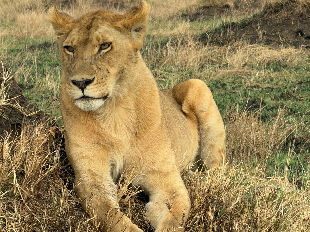 Brighte Maasai Adventures-Mara North Conservancy必去景点
