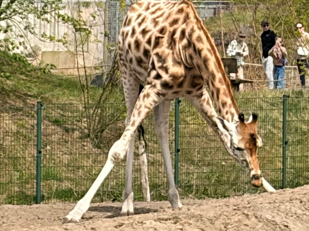 Beekse Bergen Safari Park-希尔法伦贝克必去景点