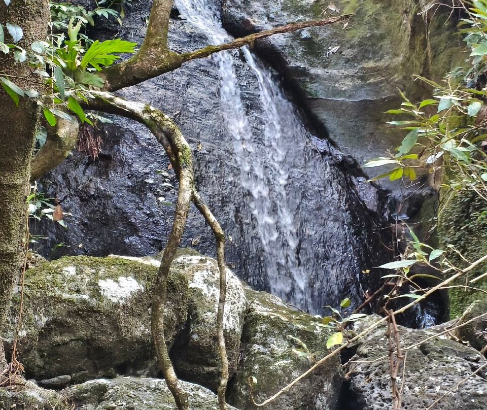 Bellbird Lookout & Circuit-Binna Burra必去景点