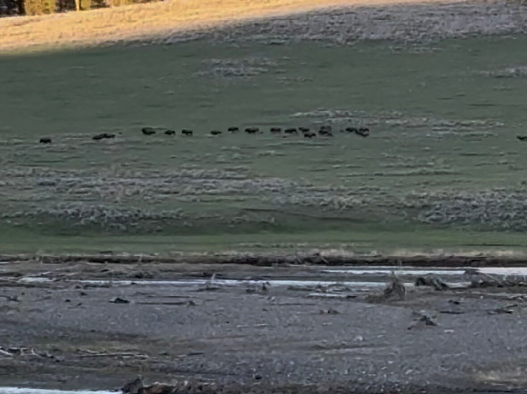 Lamar Valley Touring-加德纳必去景点