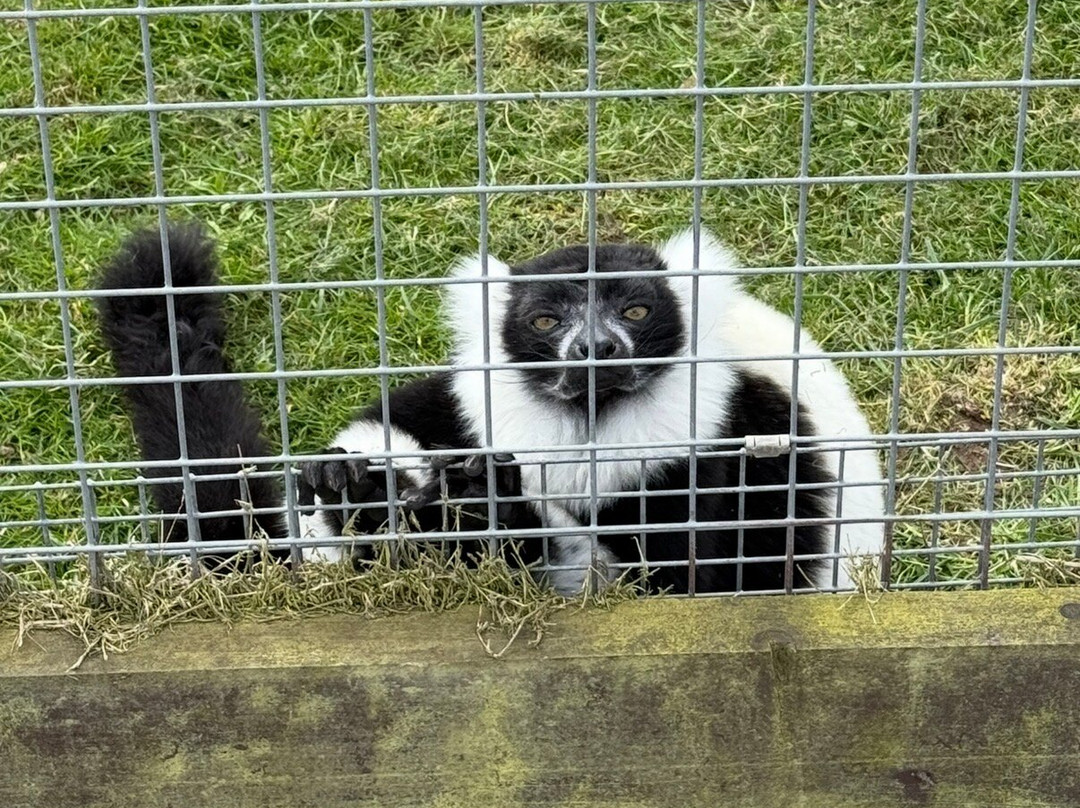 Ardmore Open Farm & Mini Zoo-Ardmore必去景点