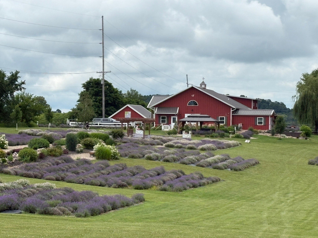 New Life Lavender Farm-巴拉布必去景点