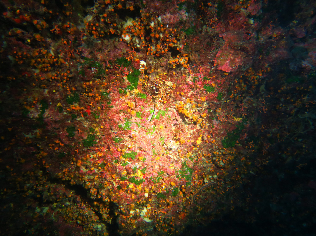 Atlantis Diving Center-Marsalforn必去景点