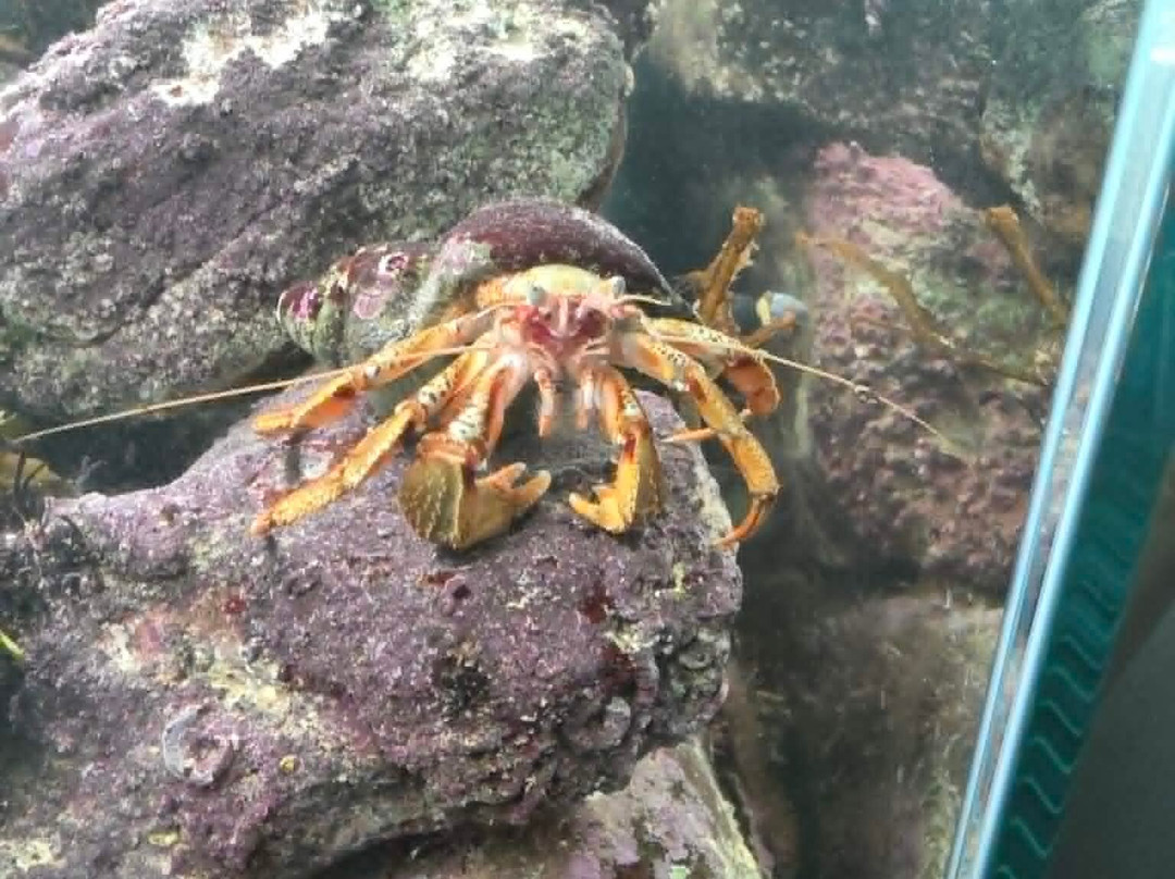 St Abbs Aquarium-Eyemouth必去景点