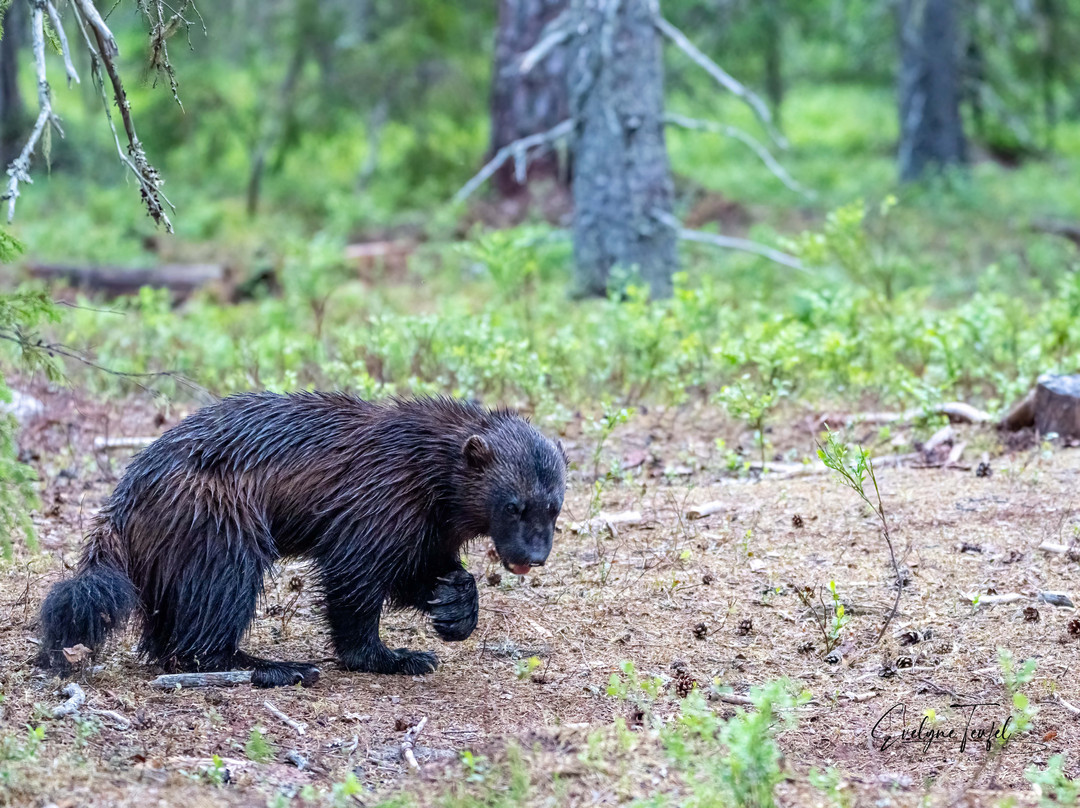 Boreal Wildlife Centre-Kuhmo必去景点