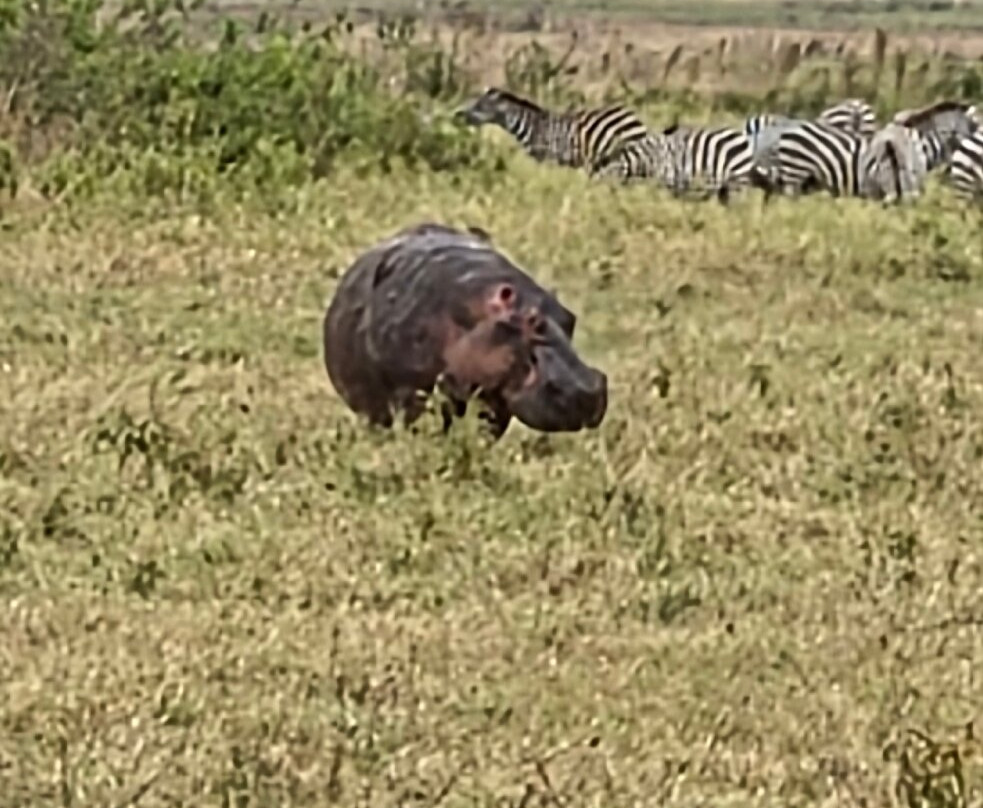 Tanzania Pure Nature and Travel-莫西必去景点