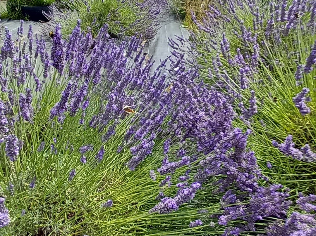 Wexford Lavender Farm-Inch必去景点