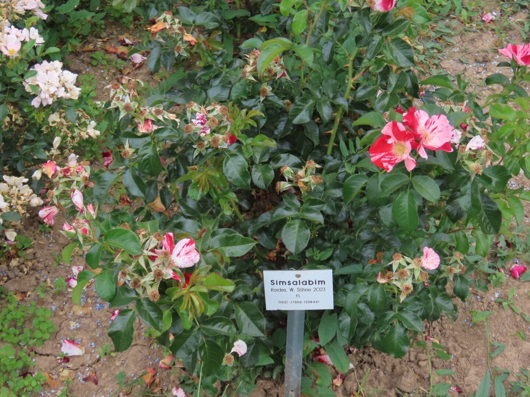 Europa Rosarium-Sangerhausen必去景点