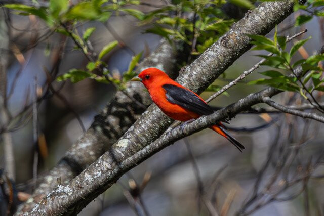 New England Bird Tours-East Middlebury必去景点