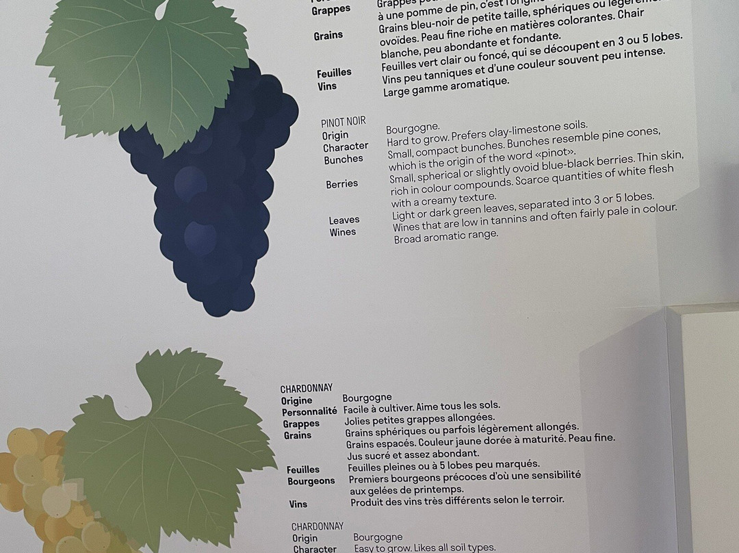 Cité des Climats et vins de Bourgogne-Chablis必去景点